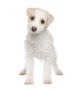 Puppy Mixed-Breed Dog Royalty Free Stock Photo