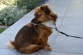 Leashed puppy dog is waiting for his owner Royalty Free Stock Photo