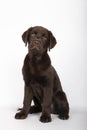 Puppy of 3 months of breed chocolate colored labrador sitting looking towards camera on white background Royalty Free Stock Photo