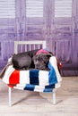 Puppy Neapolitana mastino lying on the sofa. Dog handlers training dogs since childhood. Royalty Free Stock Photo