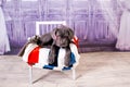 Puppy Neapolitana mastino lying on the sofa. Dog handlers training dogs since childhood. Royalty Free Stock Photo