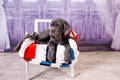 Puppy Neapolitana mastino lying on the sofa. Dog handlers training dogs since childhood. Royalty Free Stock Photo