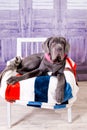 Puppy Neapolitana mastino lying on the sofa. Dog handlers training dogs since childhood. Royalty Free Stock Photo