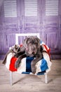 Puppy Neapolitana mastino lying on the sofa. Dog handlers training dogs since childhood. Royalty Free Stock Photo