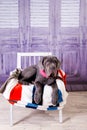 Puppy Neapolitana mastino lying on the sofa. Dog handlers training dogs since childhood.