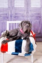 Puppy Neapolitana mastino lying on the sofa. Dog handlers training dogs since childhood. Royalty Free Stock Photo