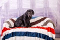 Puppy Neapolitana mastino lying on the sofa. Dog handlers training dogs since childhood. Royalty Free Stock Photo