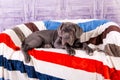 Puppy Neapolitana mastino lying on the sofa. Dog handlers training dogs since childhood. Royalty Free Stock Photo