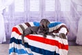 Puppy Neapolitana mastino lying on the sofa. Dog handlers training dogs since childhood. Royalty Free Stock Photo
