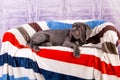 Puppy Neapolitana mastino lying on the sofa. Dog handlers training dogs since childhood.