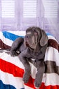 Puppy Neapolitana mastino lying on the sofa. Dog handlers training dogs since childhood.