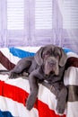 Puppy Neapolitana mastino lying on the sofa. Dog handlers training dogs since childhood.