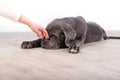 Puppy Neapolitana mastino, sitting on the floor in the studio. Dog handlers training dogs since childhood. Royalty Free Stock Photo