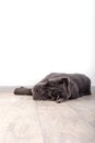 Puppy Neapolitana mastino, sitting on the floor in the studio. Dog handlers training dogs since childhood.