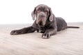 Puppy Neapolitana mastino, sitting on the floor in the studio. Dog handlers training dogs since childhood.