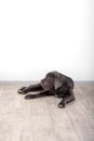 Puppy Neapolitana mastino, sitting on the floor in the studio. Dog handlers training dogs since childhood.