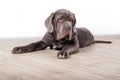 Puppy Neapolitana mastino, sitting on the floor in the studio. Dog handlers training dogs since childhood.