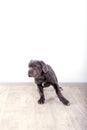 Puppy Neapolitana mastino, sitting on the floor in the studio. Dog handlers training dogs since childhood. Royalty Free Stock Photo