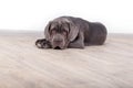 Puppy Neapolitana mastino, sitting on the floor in the studio. Dog handlers training dogs since childhood.