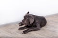 Puppy Neapolitana mastino, sitting on the floor in the studio. Dog handlers training dogs since childhood. Royalty Free Stock Photo