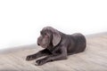 Puppy Neapolitana mastino, sitting on the floor in the studio. Dog handlers training dogs since childhood. Royalty Free Stock Photo