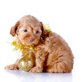 Puppy with New Year's ball and tinsel.