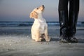 Puppy next to the boots looking up