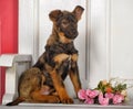 Puppy next to a bouquet of roses