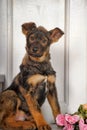 Puppy next to a bouquet of roses