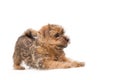 Puppy of Norfolk Terrier