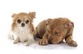 Puppy old english bulldog and chihuahua Royalty Free Stock Photo