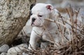 Puppy outside Royalty Free Stock Photo