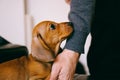 Puppy and owner Royalty Free Stock Photo