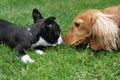 Puppy pals. Royalty Free Stock Photo