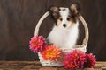 Puppy papilion in white basket with dahlias on dark brown background. Royalty Free Stock Photo