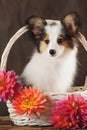 Puppy papilion in white basket with dahlias on dark brown background. Royalty Free Stock Photo