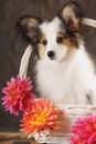 Puppy papilion in white basket with dahlias on dark brown background. Royalty Free Stock Photo