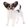 Puppy Papillon