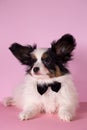 Puppy with bow tie Royalty Free Stock Photo