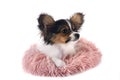 puppy papillon dog in studio Royalty Free Stock Photo