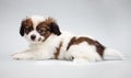 Puppy Papillon on a gray Royalty Free Stock Photo