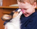 Puppy papillon licking a boy Royalty Free Stock Photo