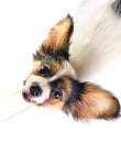 The puppy papillon playing with a rope.