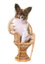 Puppy pappillon dog on chair