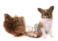 Puppy pappillon dog and chicken Royalty Free Stock Photo