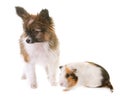 Puppy pappillon dog and guinea pig