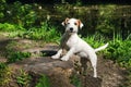 Puppy in the Park, Jack Russell Terrier dog on the background of greenery