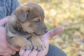 puppy paws on a man`s hand. animal shelter.