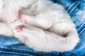 Puppy paws. White fluffy small Samoyed puppy dog on blue jeans background