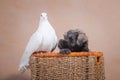 Puppy peeks out of basket next to pigeon